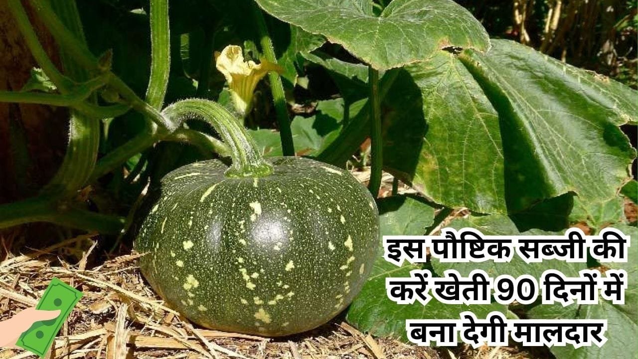 इस पौष्टिक सब्जी की करें खेती, 90 दिनों में बना देगी मालदार 1 एकड़ में होगी विस्पोटक पैदावार, जाने बुवाई का तरीका