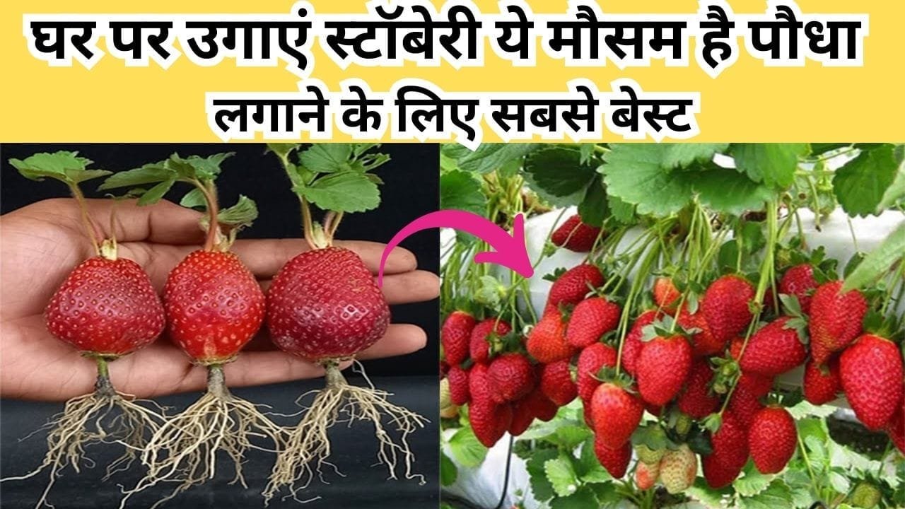Gardening tips: घर पर उगाएं स्टॉबेरी, ये मौसम है पौधा लगाने के लिए सबसे बेस्ट घर में ही होगी स्टॉबेरी की खेती, जानिए प्रोसेस