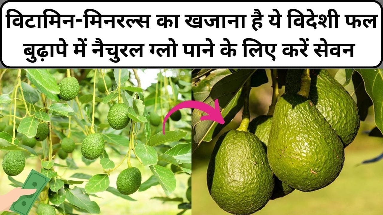 विटामिन-मिनरल्स का खजाना है ये विदेशी फल, बुढ़ापे में नैचुरल ग्लो पाने के लिए करें सेवन फायदे जान होंगे हैरान, जाने नाम और काम