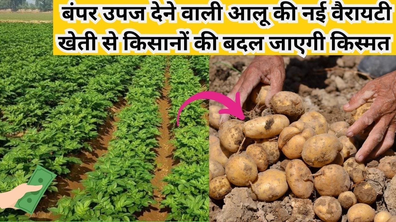 बंपर उपज देने वाली आलू की नई वैरायटी, खेती से किसानों की बदल जाएगी किस्मत कम लागत में होगी छप्परफाड़ कमाई, जाने नाम