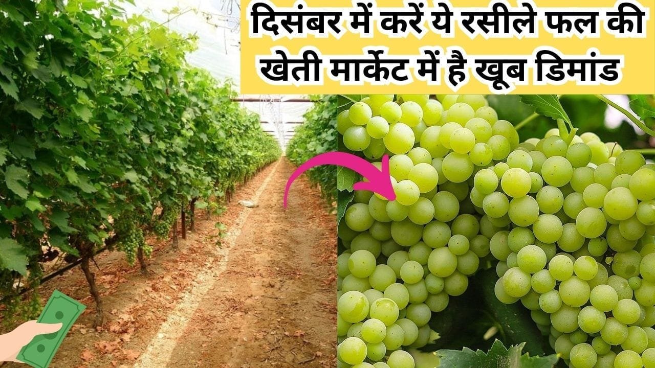 दिसंबर में करें ये रसीले फल की खेती, मार्केट में है खूब डिमांड किसानों को बना देगा मालामाल, जाने खेती का तरीका