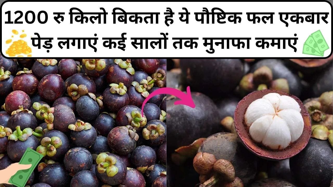 1200 रुपए किलो बिकता है दुनिया का सबसे पौष्टिक फल, एकबार पेड़ लगाएं कई सालों तक मुनाफा कमाएं इम्यूनिटी होगी 2 गुना स्ट्रांग, जाने नाम