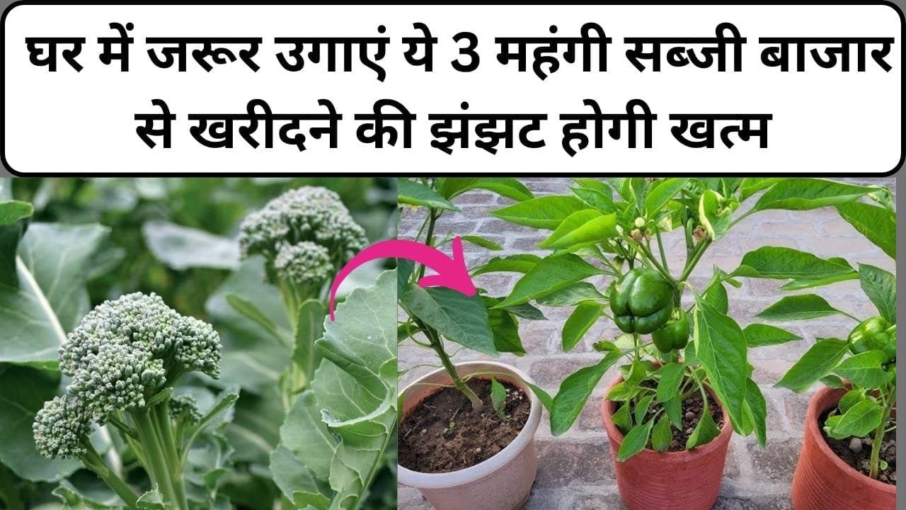 Gardening tips: घर में जरूर उगाएं ये 3 महंगी सब्जी, बाजार से खरीदने की झंझट होगी खत्म फ्रेश सब्जी से सेहत बनेगी तंदुरस्त, जाने नाम