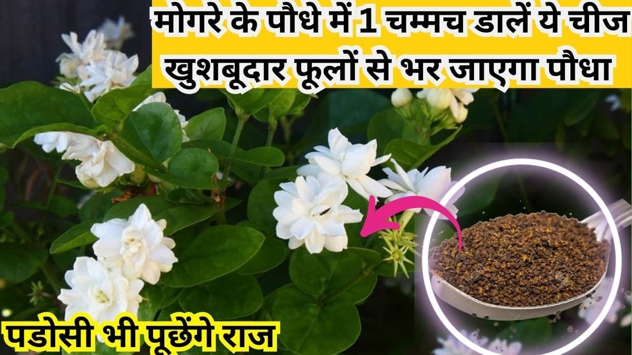 Gardening tips: मोगरे के पौधे में 1 चम्मच डालें किचन में रखी ये चीज, अनगिनत खुशबूदार फूलों से भर जाएगा पौधा पडोसी भी पूछेंगे राज, जाने नाम