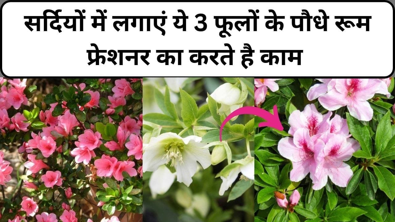सर्दियों में लगाएं ये 3 फूलों के पौधे, रूम फ्रेशनर का करते है काम फूलों की खुशबू से महक उठेगा पूरा घर, जाने नाम और फायदे