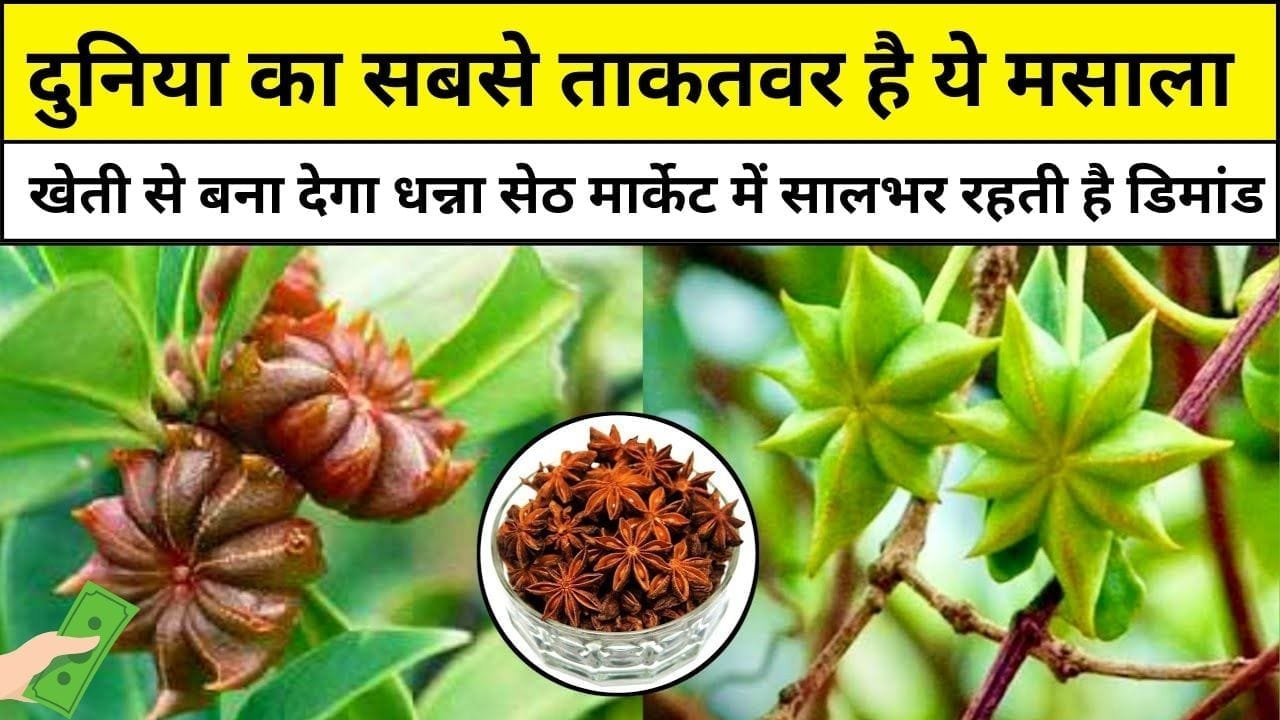 दुनिया का सबसे ताकतवर है ये मसाला, खेती से किसानों को बना देगा धन्ना सेठ मार्केट में सालभर रहती है डिमांड, जाने नाम और काम