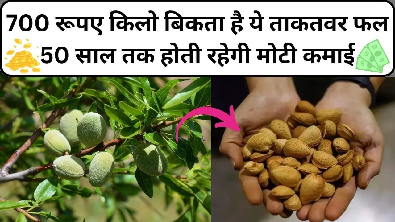 700 रूपए किलो बिकता है ये ताकतवर फल, 50 साल तक होती रहेगी मोटी कमाई खेती से बन जाएंगे करोड़पति, जाने नाम और काम