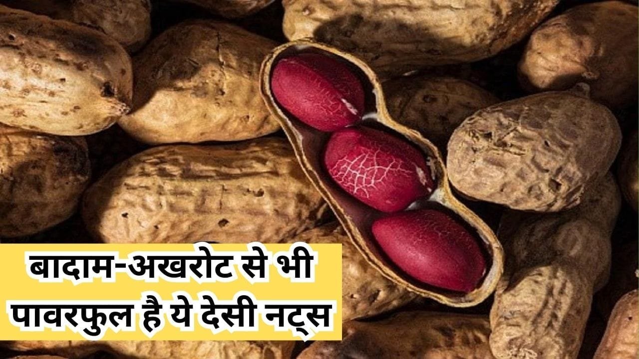 बादाम-अखरोट से भी पावरफुल है ये देसी नट्स, सेवन से अंग-अंग बन जाएंगे फौलादी मजबूत खेती से होगी लाखों में कमाई बाजार में खूब डिमांड, जाने नाम