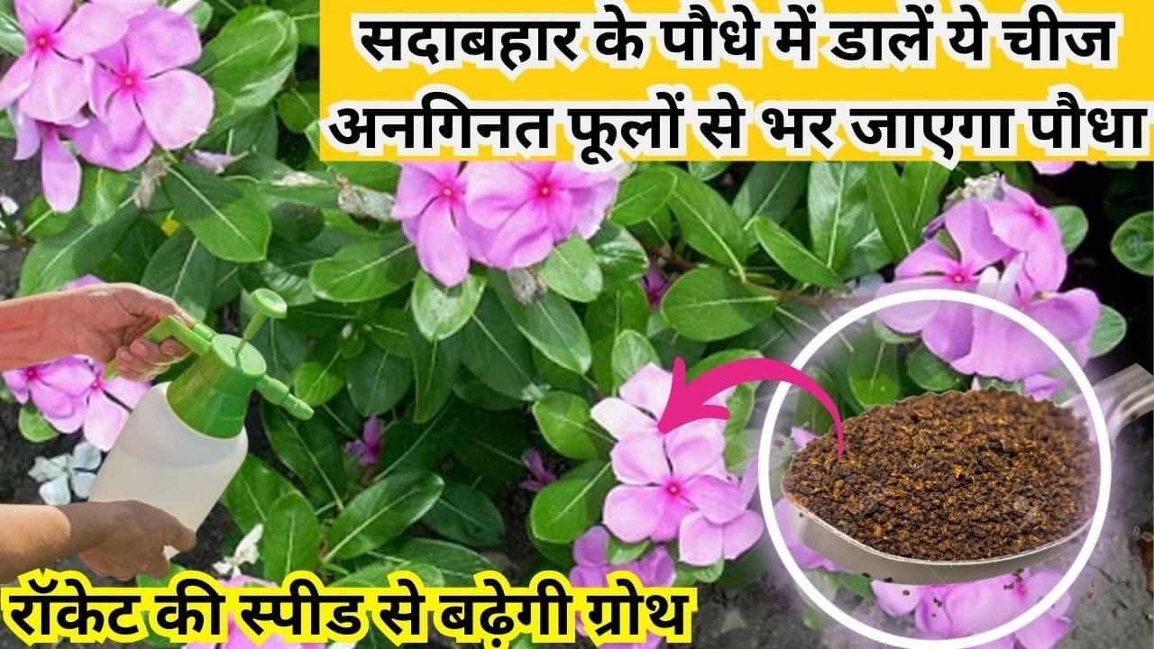 Gardening tips: सदाबहार के पौधे में डालें ये चमत्कारी चीज, रॉकेट की स्पीड से बढ़ेगी ग्रोथ अनगिनत फूलों से भर जाएगा पौधा, जाने नाम