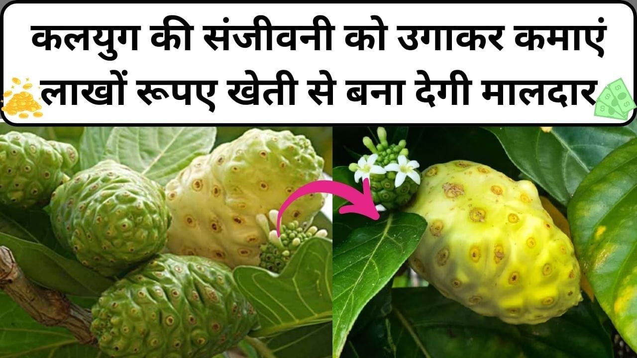 कलयुग की संजीवनी को उगाकर कमाएं लाखों रूपए, बिमारियों का करती है रामबाण इलाज खेती से बना देगी मालदार, जाने नाम और काम