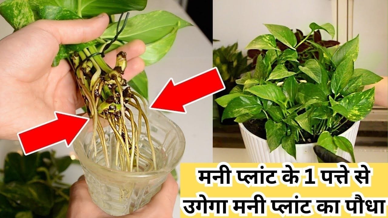 Gardening tips: मनी प्लांट के 1 पत्ते से उगेगा मनी प्लांट का पौधा, अनगिनत पत्तों से लद जाएगी बेल, जाने पत्ती से पौधा लगाने का तरीका