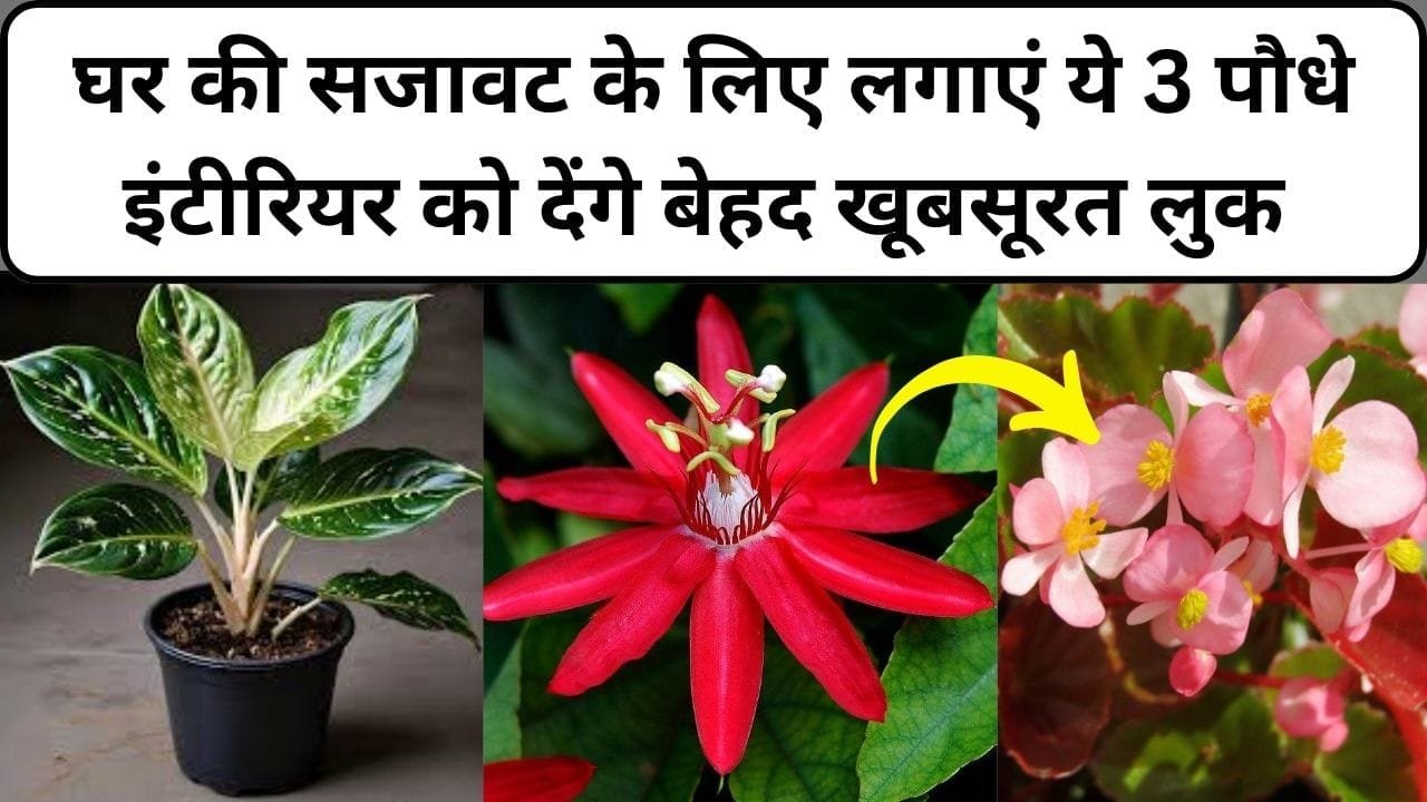 घर की सजावट के लिए लगाएं ये 3 पौधे, इंटीरियर को देंगे बेहद खूबसूरत लुक पडोसी भी आएंगे टिप्स मांगने, जाने नाम और काम