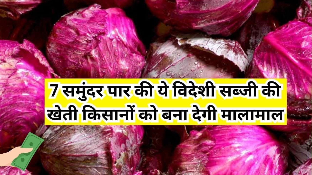 7 समुंदर पार की ये विदेशी सब्जी की खेती किसानों को बना देगी मालामाल, खेत से ही हाथों हांथ बिक जाती है फसल, जाने नाम
