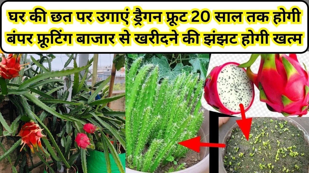 घर की छत पर उगाएं ड्रैगन फ्रूट, 500 रूपए किलो बिकने वाला ड्रैगन फ्रूट खरीदने की झंझट होगी खत्म, 20 साल तक होगी बंपर फ्रूटिंग, जाने प्रोसेस