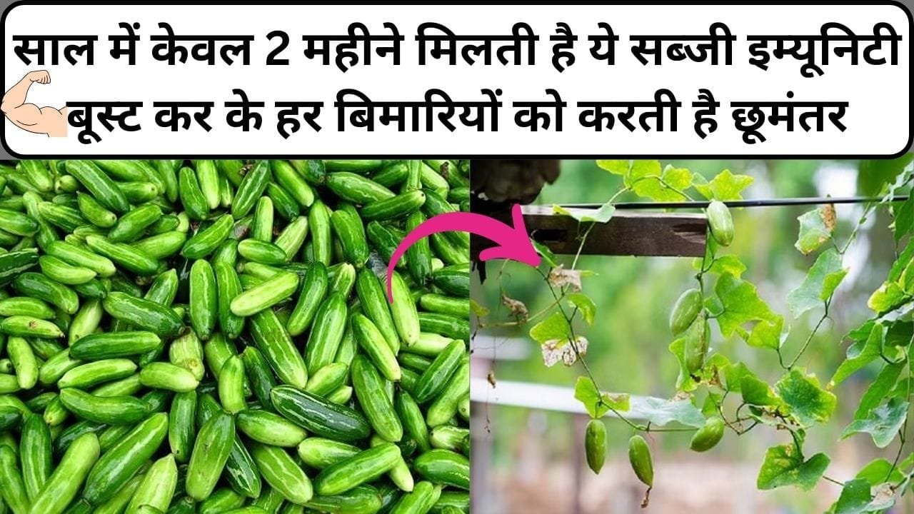 साल में केवल 2 महीने मिलती है ये ताकतवर सब्जी, इम्यूनिटी बूस्ट कर के हर बिमारियों को करती है छूमंतर खेती से होगी 4 साल तक लाखों की कमाई, जाने नाम