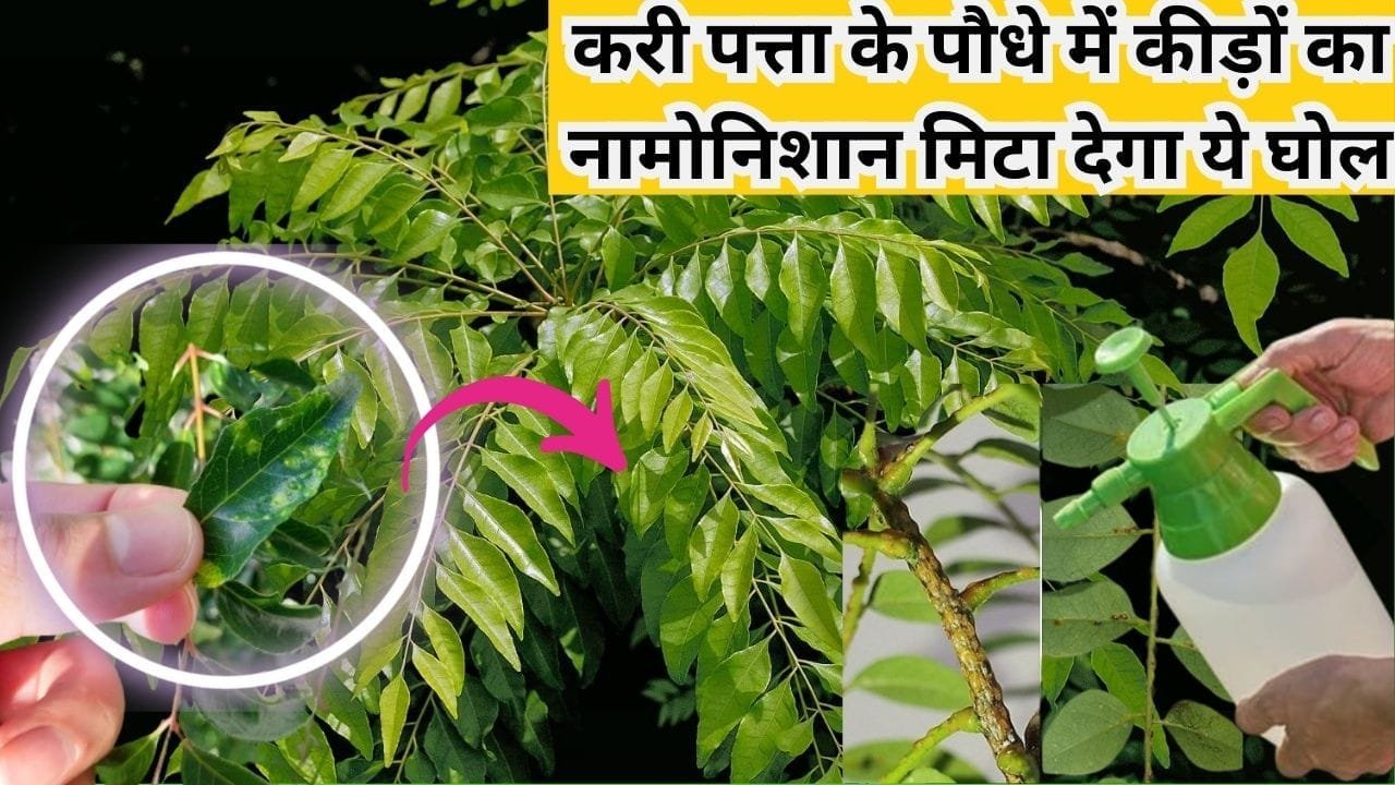 Gardening tips: करी पत्ता के पौधे में कीड़ों का नामोनिशान मिटा देगा ये घोल, पौधे को घना बनाने का खुल गया माली का राज, जाने नाम