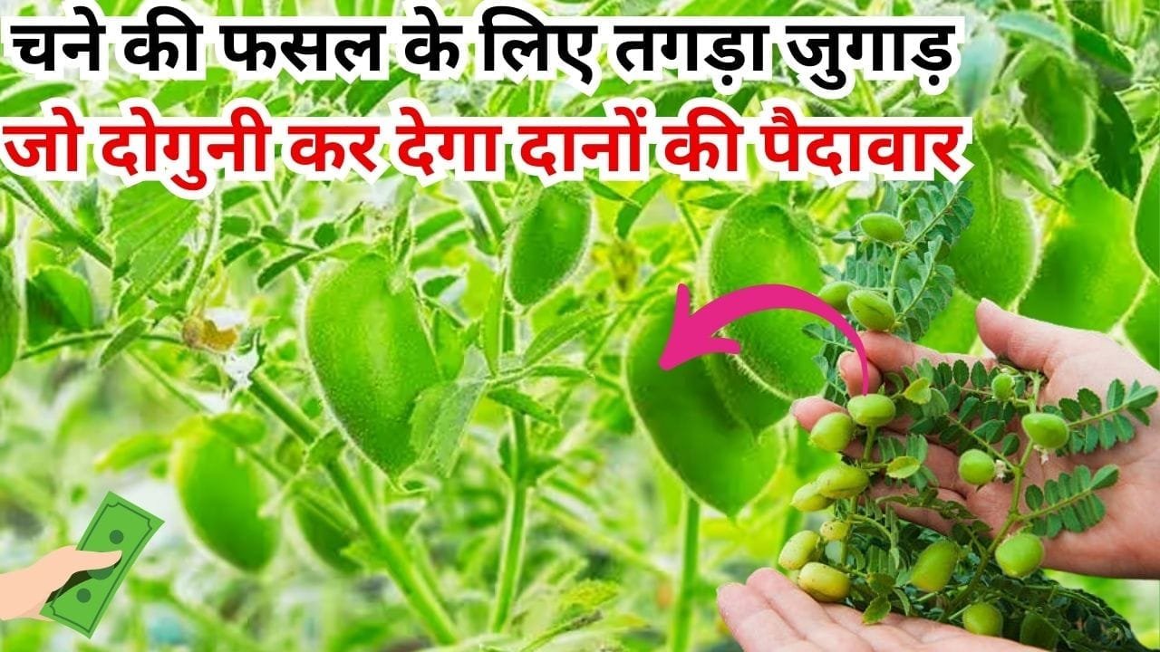 चने की फसल के लिए जबरदस्त तगड़ा जुगाड़, जो दोगुनी कर देगा दानों की पैदावार 1 एकड़ में होगा छप्परफाड़ मुनाफा, जाने खेती का तरीका