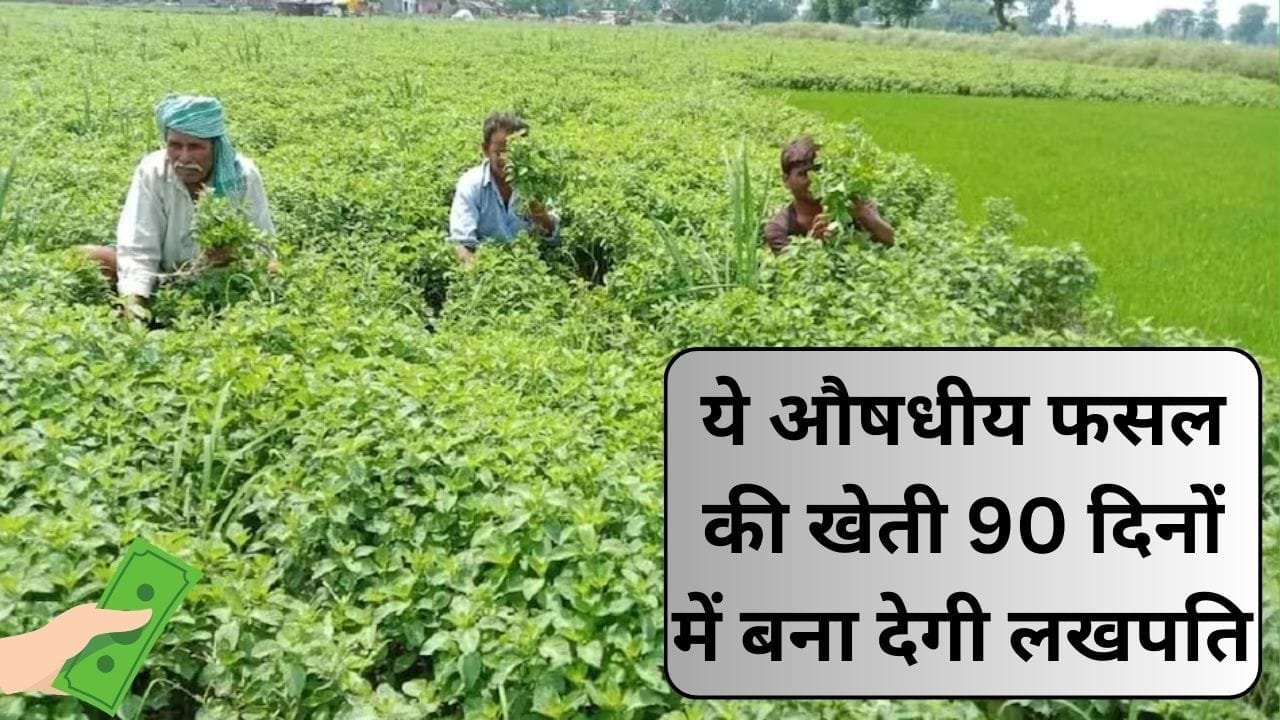 सैकड़ों बिमारियों की एक दवा है ये औषधीय पत्ती, 90 दिनों में खेती से बना देगी लखपति दवाई से लेकर कॉस्मेटिक प्रोडक्ट में होता है उपयोग, जाने नाम