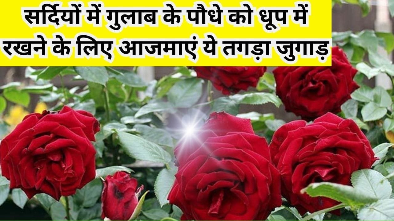 Gardening tips: गुच्छों में फूलों से लद जाएगा गुलाब का पौधा, सर्दियों में पौधे को धूप में रखने के लिए आजमाएं ये तगड़ा जुगाड़, देखें शानदार कमाल