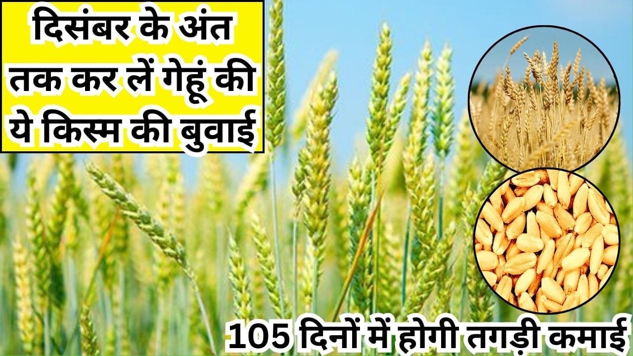 दिसंबर के अंत तक कर लें गेहूं की ये किस्म की बुवाई, 105 दिनों में होगी तगड़ी कमाई बंपर उत्पादन से भर जाएगा गोदाम, जाने बुवाई का तरीका