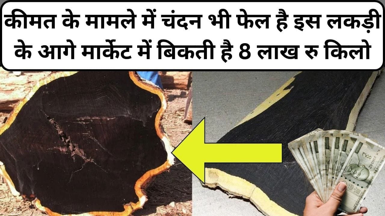 कीमत के मामले में चंदन भी फेल है इस लकड़ी के आगे, मार्केट में बिकती है 8 लाख रु किलो एकबार पेड़ लगाएं जीवन भर करोड़ों कमाएं, जाने नाम