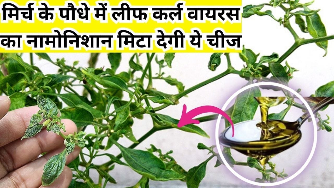 Gardening tips: मिर्च के पौधे में लीफ कर्ल वायरस का नामोनिशान मिटा देगी ये चीज, माली ने खुद इस्तेमाल करके दिखाया कमाल, जाने नाम