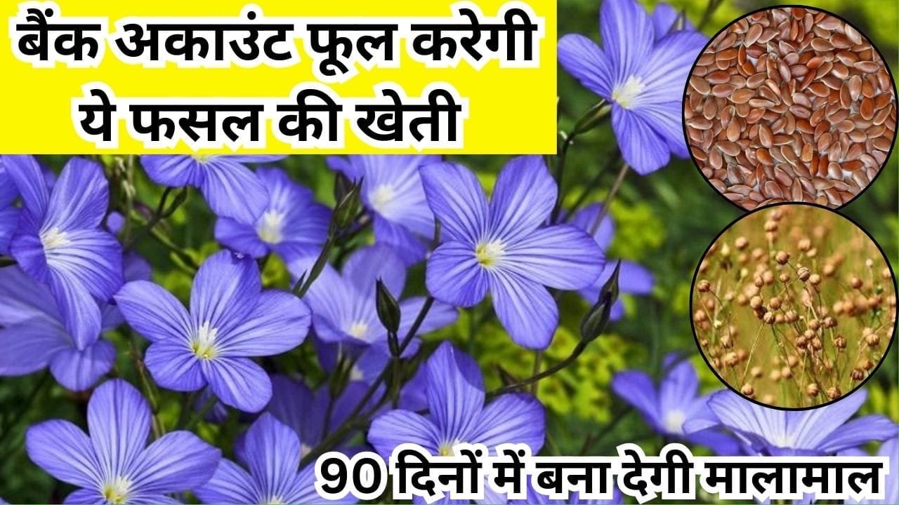 बैंक अकाउंट फूल करेगी ये फसल की खेती, बेहद कम लागत में होगा तगड़ा मुनाफा 90 दिनों में बना देगी मालामाल, जाने नाम