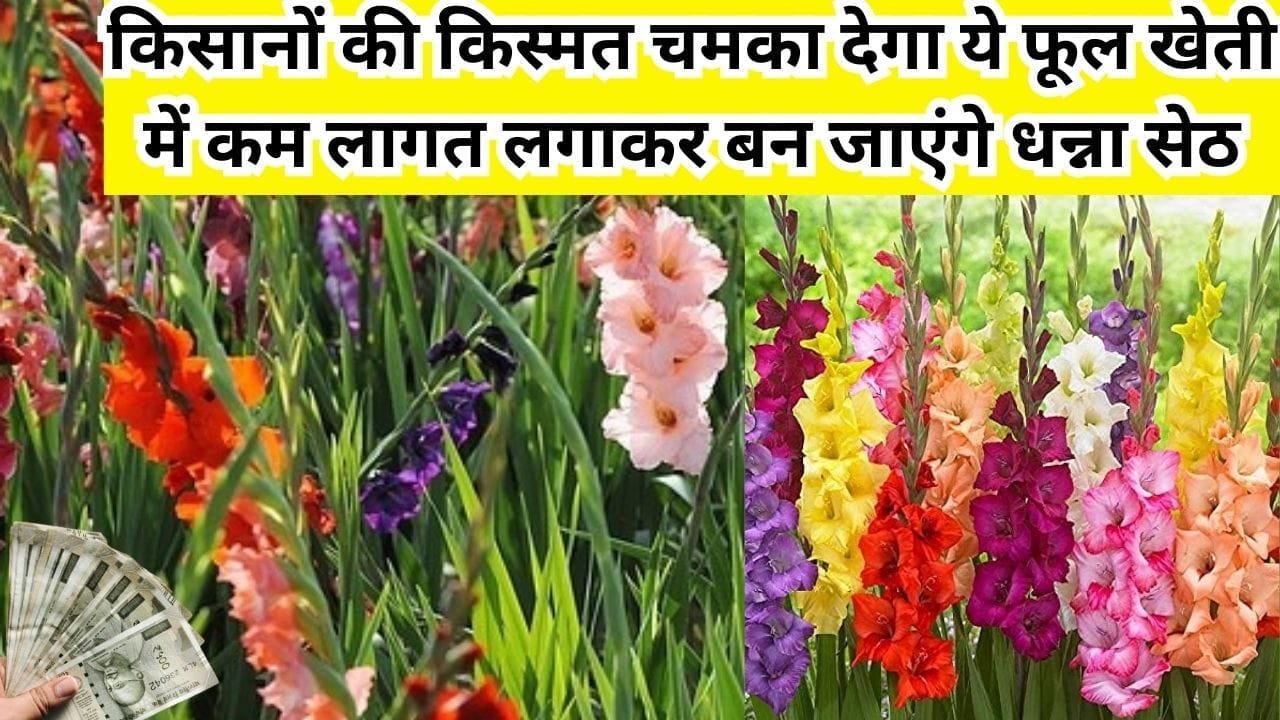 किसानों की किस्मत चमका देगा ये फूल, खेती से होगी दोगुनी मोटी कमाई कम लागत लगाकर बन जाएंगे धन्ना सेठ, जाने कैसे