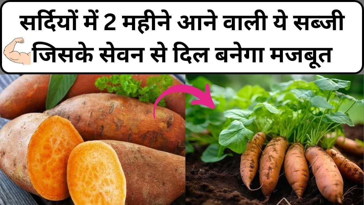 सर्दियों में 2 महीने आने वाली ये सब्जी, जिसके सेवन से दिल बनेगा मजबूत इम्यूनिटी होगी 4 गुना, जाने नाम और काम