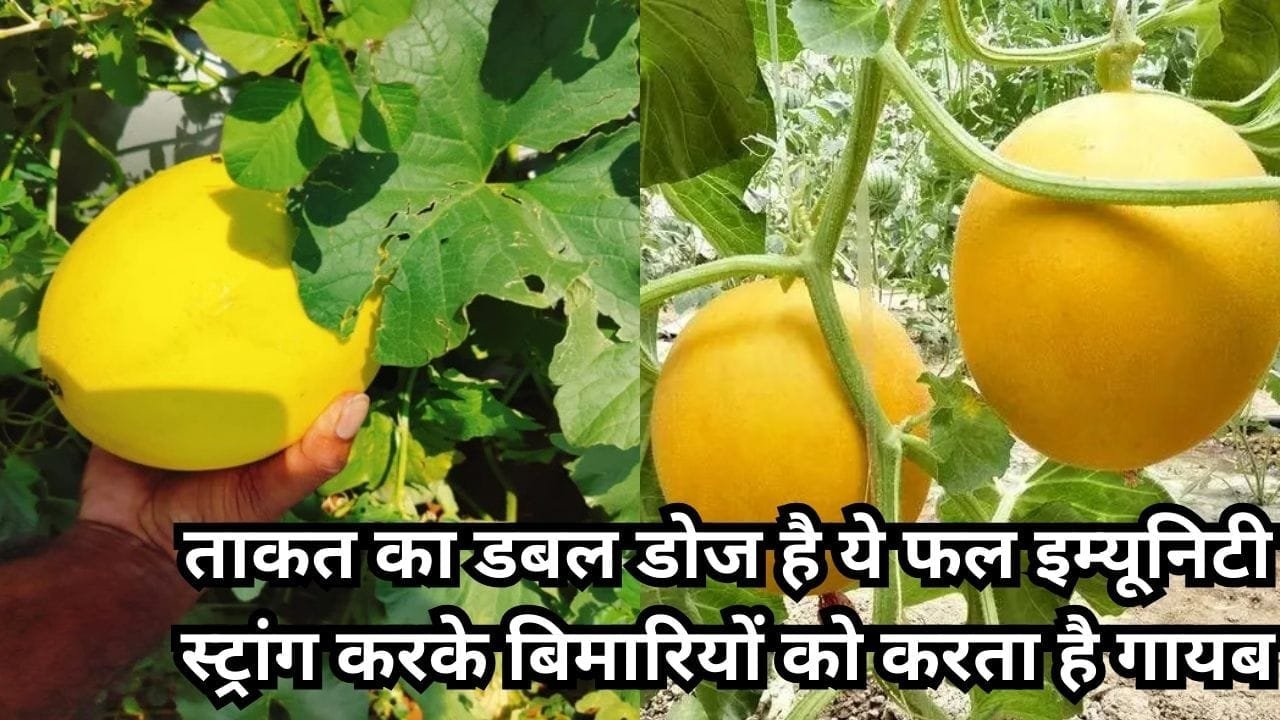 ताकत का डबल डोज है ये ताकतवर फल, इम्यूनिटी स्ट्रांग करके बिमारियों को करता है गायब 1 महीने तक नहीं होता खराब, जाने नाम