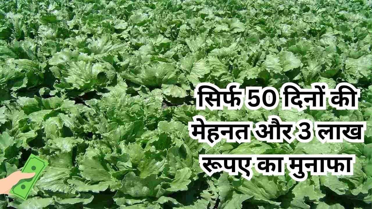 सिर्फ 50 दिनों की मेहनत और 3 लाख रूपए का मुनाफा, इस विदेशी सब्जी की खेती से होगी किसानों की मौज, जाने नाम और काम