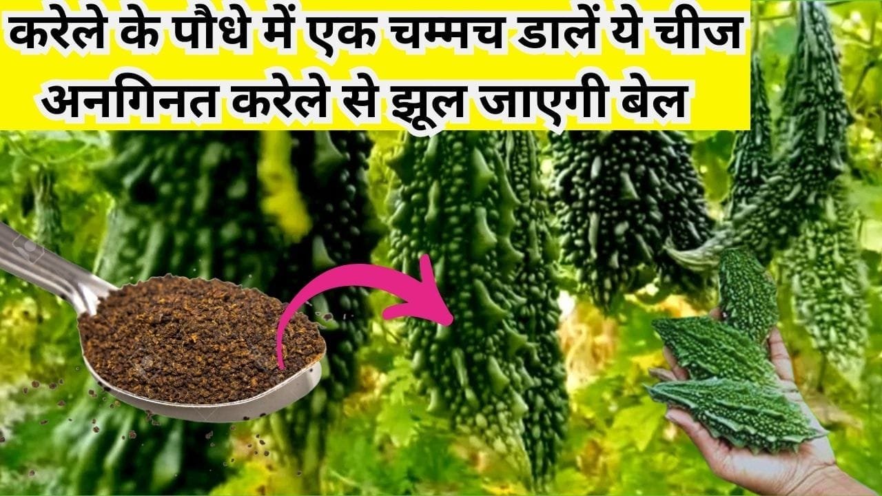 Gardening tips: करेले के पौधे में एक चम्मच डालें ये चमत्कारी चीज, अनगिनत करेलों से झूल जाएगी बेल दोगुना तेजी से होगी ग्रोथ, जाने नाम