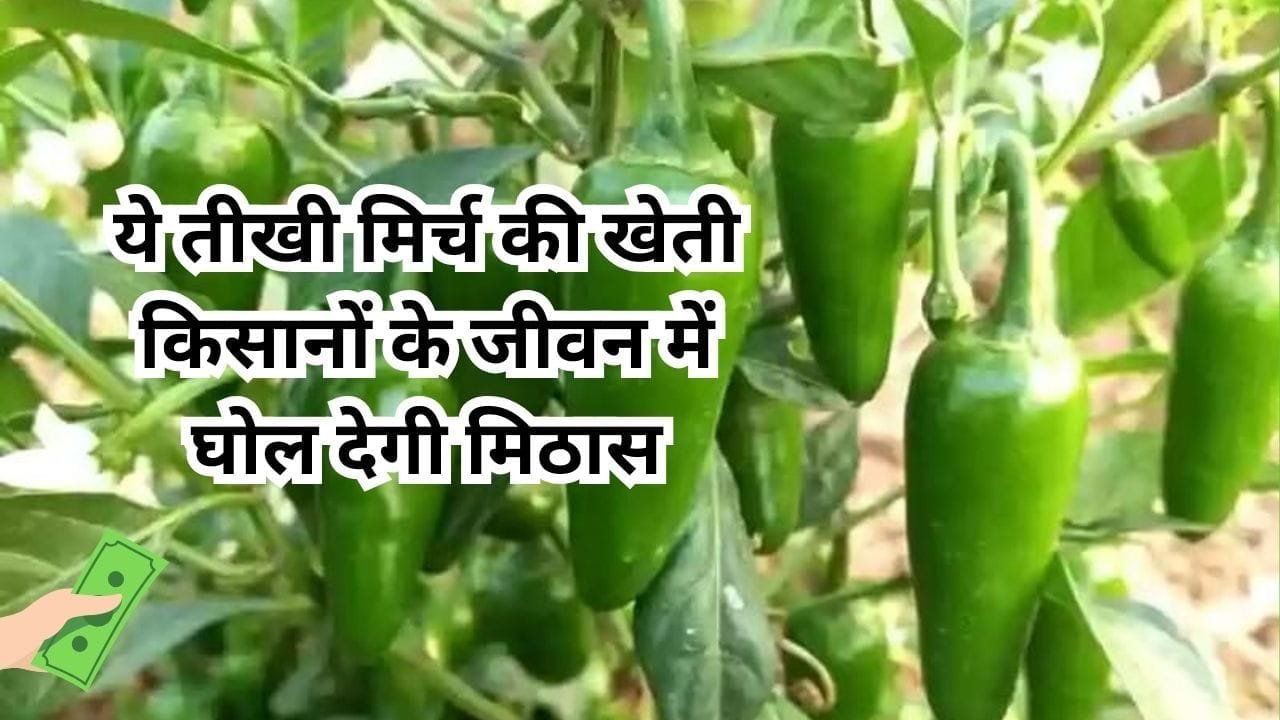 ये तीखी मिर्च की खेती किसानों के जीवन में घोल देगी मिठास, मार्केट में है खूब डिमांड खेती से कर देगी मालामाल, जाने नाम