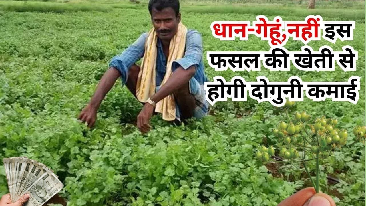 धान-गेहूं नहीं इस फसल की खेती से होगी दोगुनी कमाई, हरा हो या सूखा दोनों ही कंडीशन में देगा तगड़ा मुनाफा, जाने नाम और काम