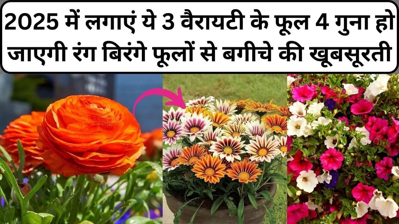 Gardening tips: गुलाब-गेंदा ही नहीं, 2025 में लगाएं ये 3 वैरायटी के फूल 4 गुना हो जाएगी रंग बिरंगे फूलों से बगीचे की खूबसूरती, जाने नाम