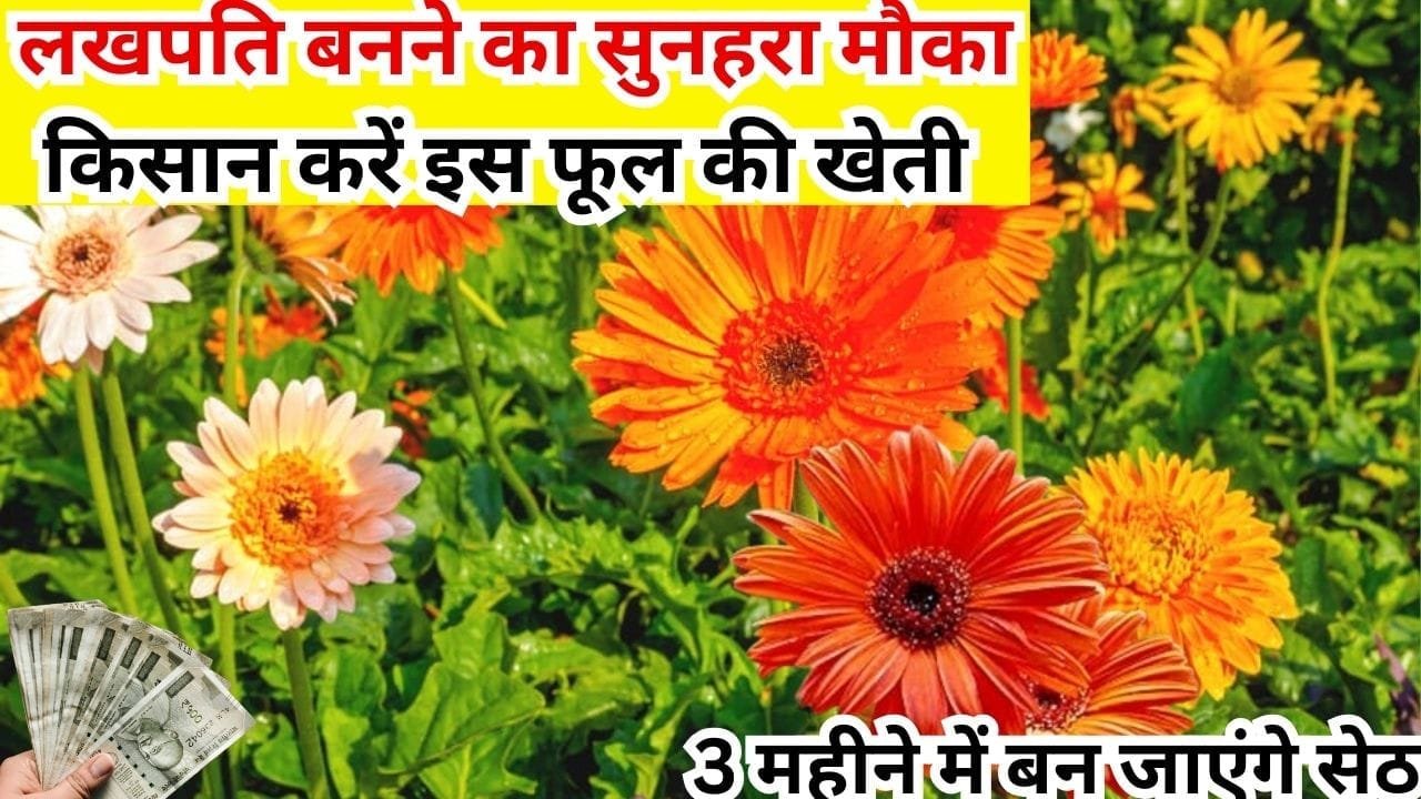 लखपति बनने का सुनहरा मौका, किसान करें इस फूल की खेती 3 महीने में बन जाएंगे सेठ मुनाफा देख उड़ जाएंगे होश, जाने खेती का तरीका