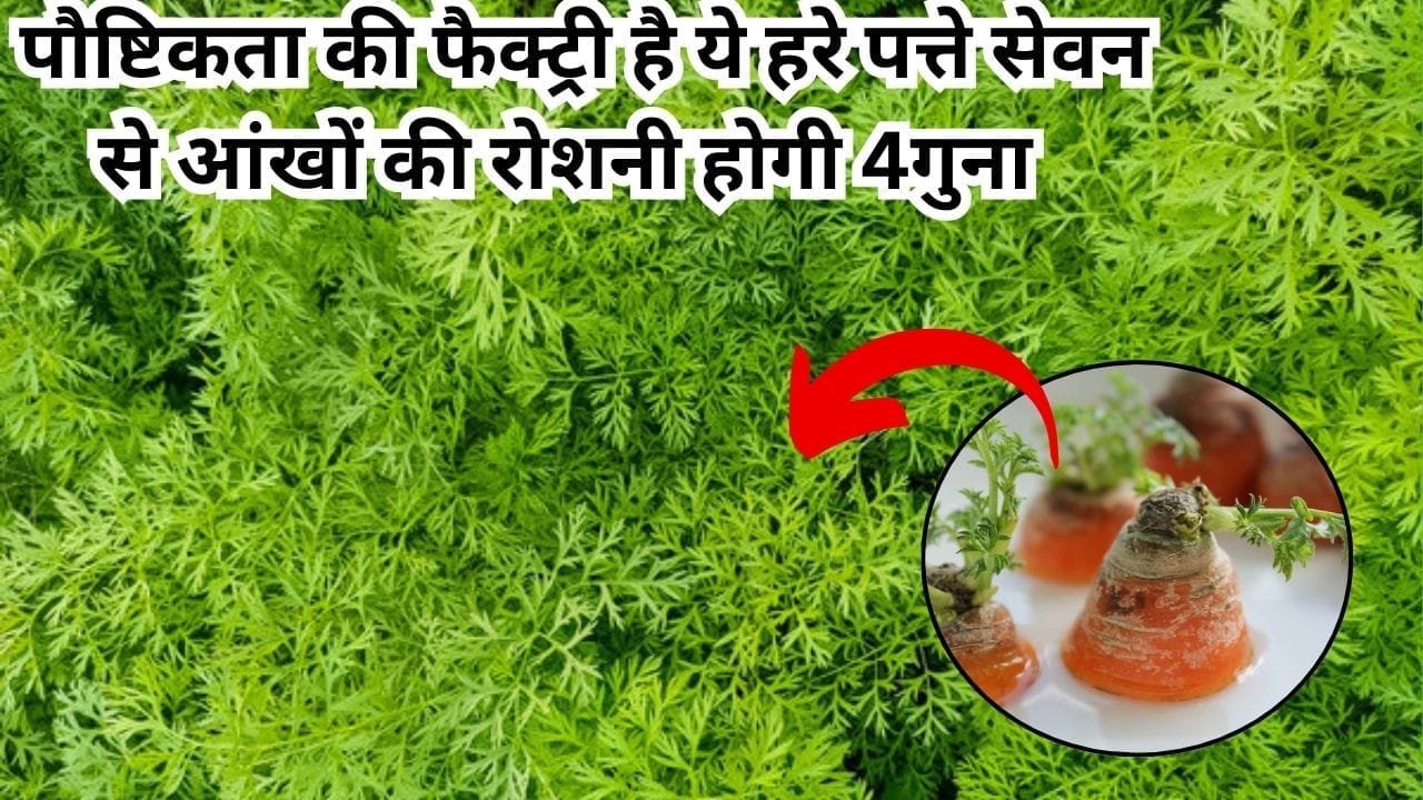 पौष्टिकता की फैक्ट्री है ये हरे पत्ते की सब्जी, सेवन से आंखों की रोशनी होगी 4 गुना साल में आती है सिर्फ दो महीने, जाने नाम