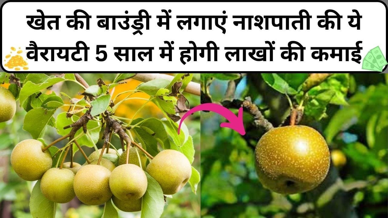 खेत की बाउंड्री में लगाएं नाशपाती की ये वैरायटी, 5 साल में होगी लाखों की छप्परफाड़ कमाई एकबार लगाएं जीवन भर मुनाफा पाएं, जाने नाम