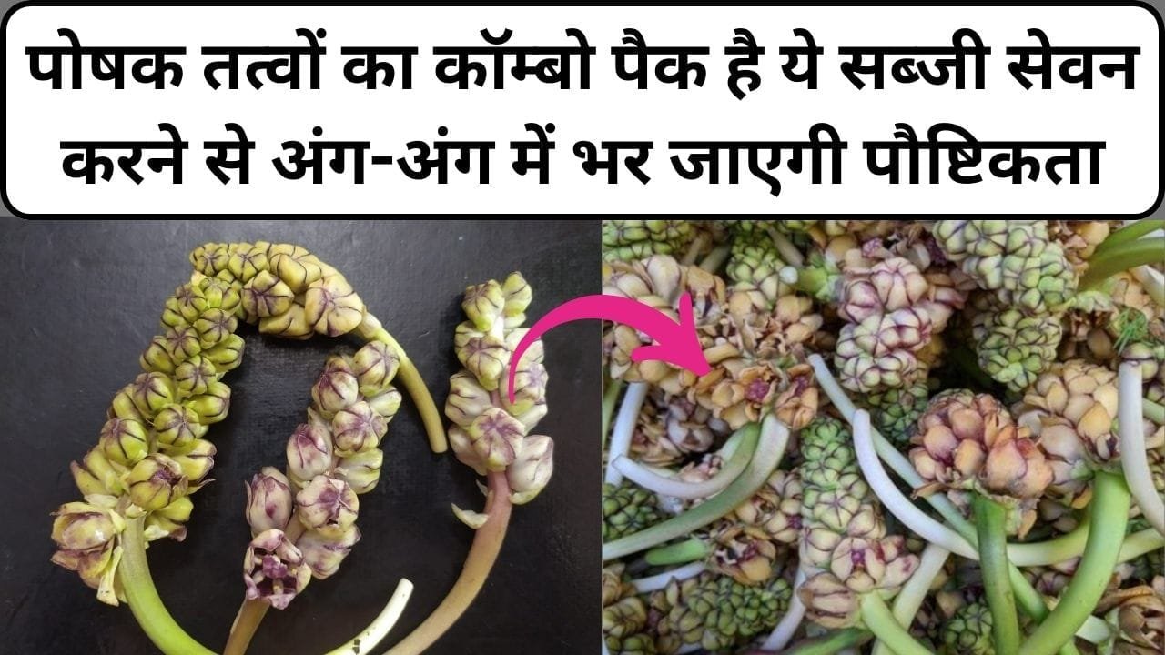 पोषक तत्वों का कॉम्बो पैक है ये पहाड़ी सब्जी, सेवन करने से अंग-अंग में भर जाएगी पौष्टिकता, जाने नाम और काम