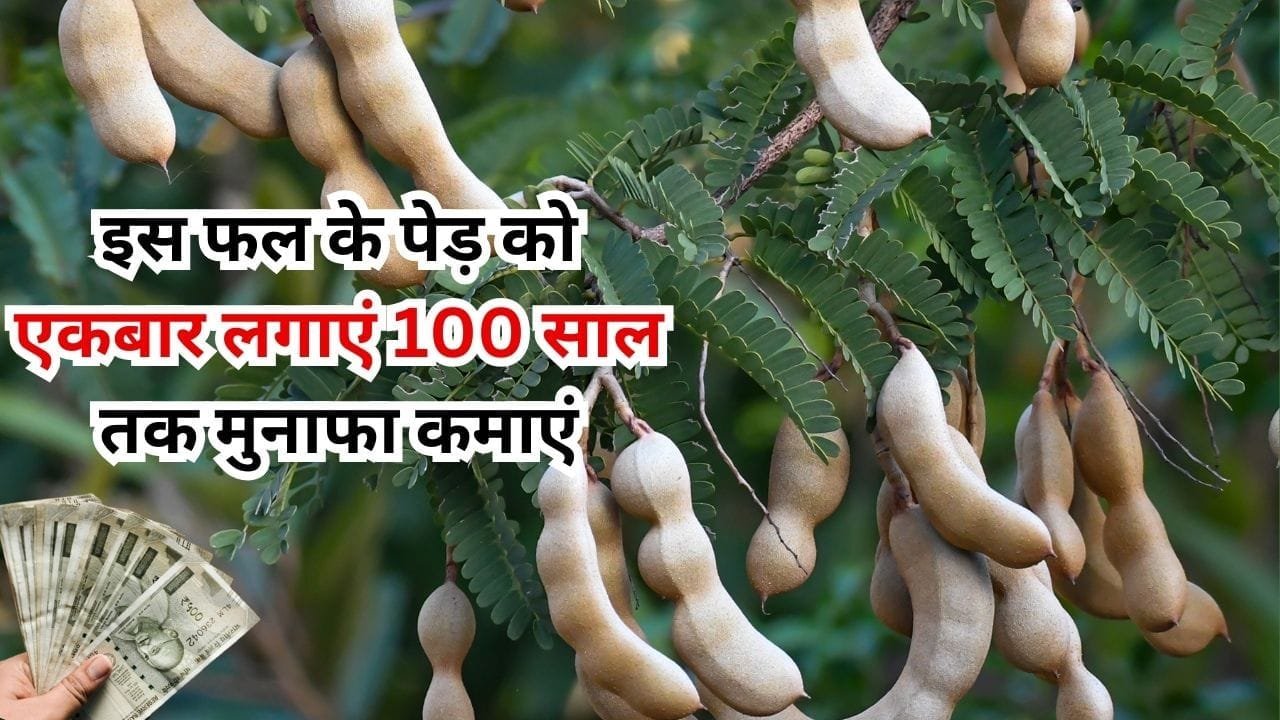 इस फल के पेड़ को एकबार लगाएं 100 साल तक मुनाफा कमाएं, मार्केट में है खूब डिमांड किचन की कहलाती है स्टार, जाने खेती का अंदाज
