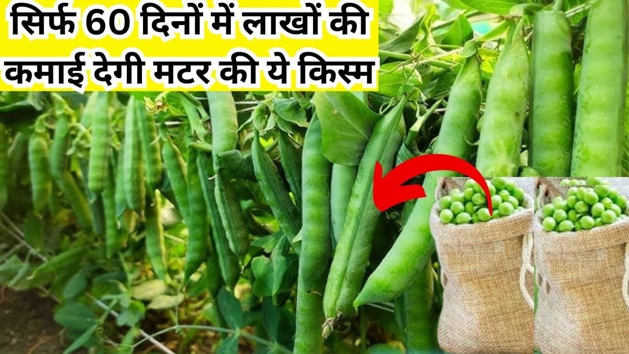 सिर्फ 60 दिनों में लाखों की कमाई देगी मटर की ये किस्म, बंपर पैदावार से भर जाएंगे अनगिनत बोरे, जाने नाम और काम