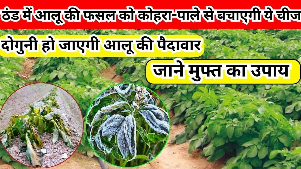 ठंड में आलू की फसल को कोहरा-पाले से बचाएगी ये चमत्कारी चीज, दोगुनी हो जाएगी आलू की पैदावार, जाने मुफ्त का उपाय