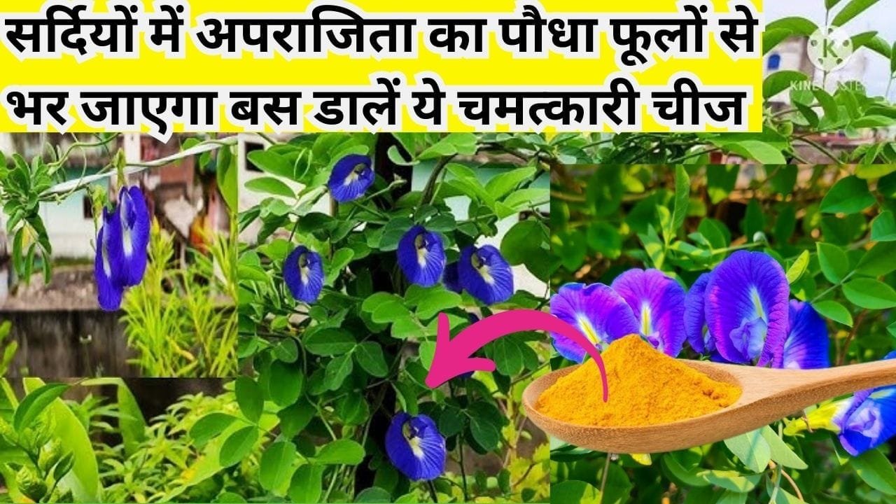 Gardening tips: सर्दियों में अपराजिता का पौधा फूलों से भर जाएगा, बस डालें ये चमत्कारी चीज और देखें जादू