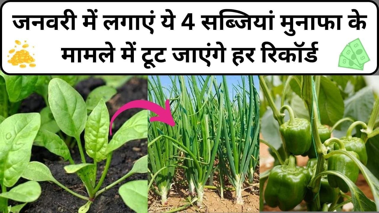 जनवरी में लगाएं ये 4 सब्जियां, मुनाफा के मामले में टूट जाएंगे हर रिकॉर्ड किसानों की हो जाएगी मौज, जाने कौन-सी सब्जी है