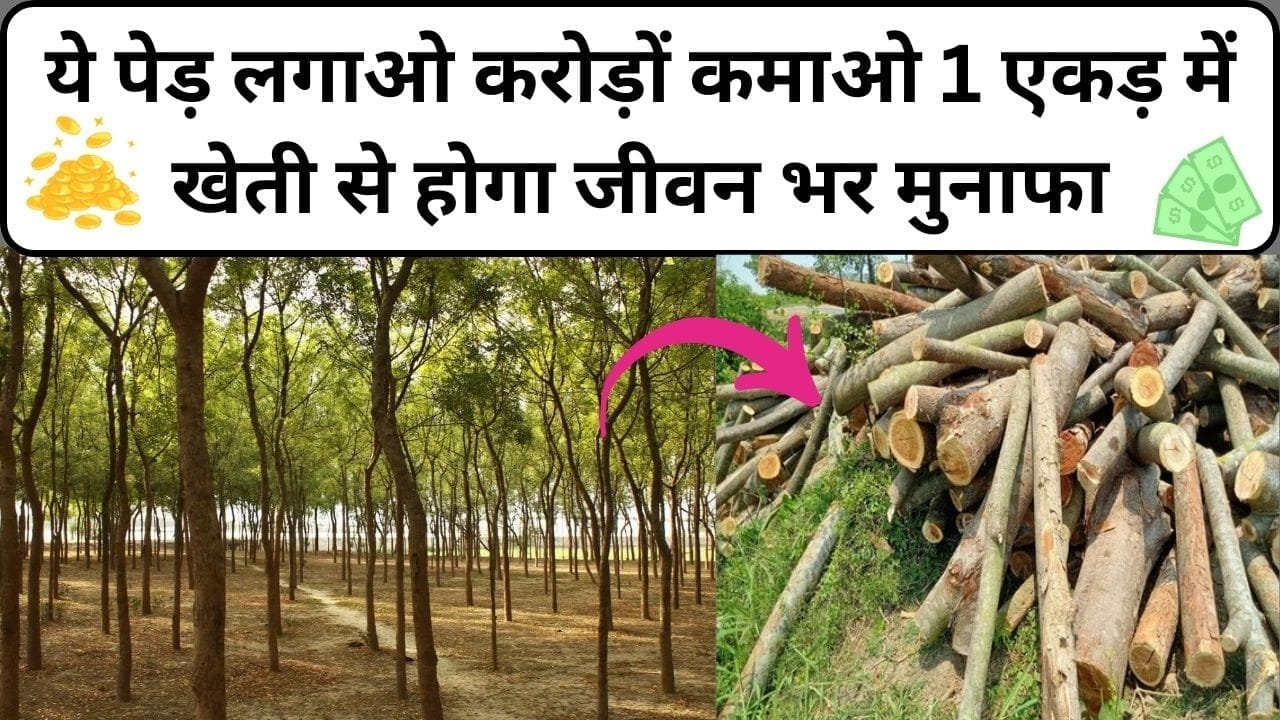 इस पेड़ को लगाओ करोड़ों कमाओ, 1 एकड़ में खेती से होगा जीवन भर छप्परफाड़ मुनाफा, जाने नाम और काम