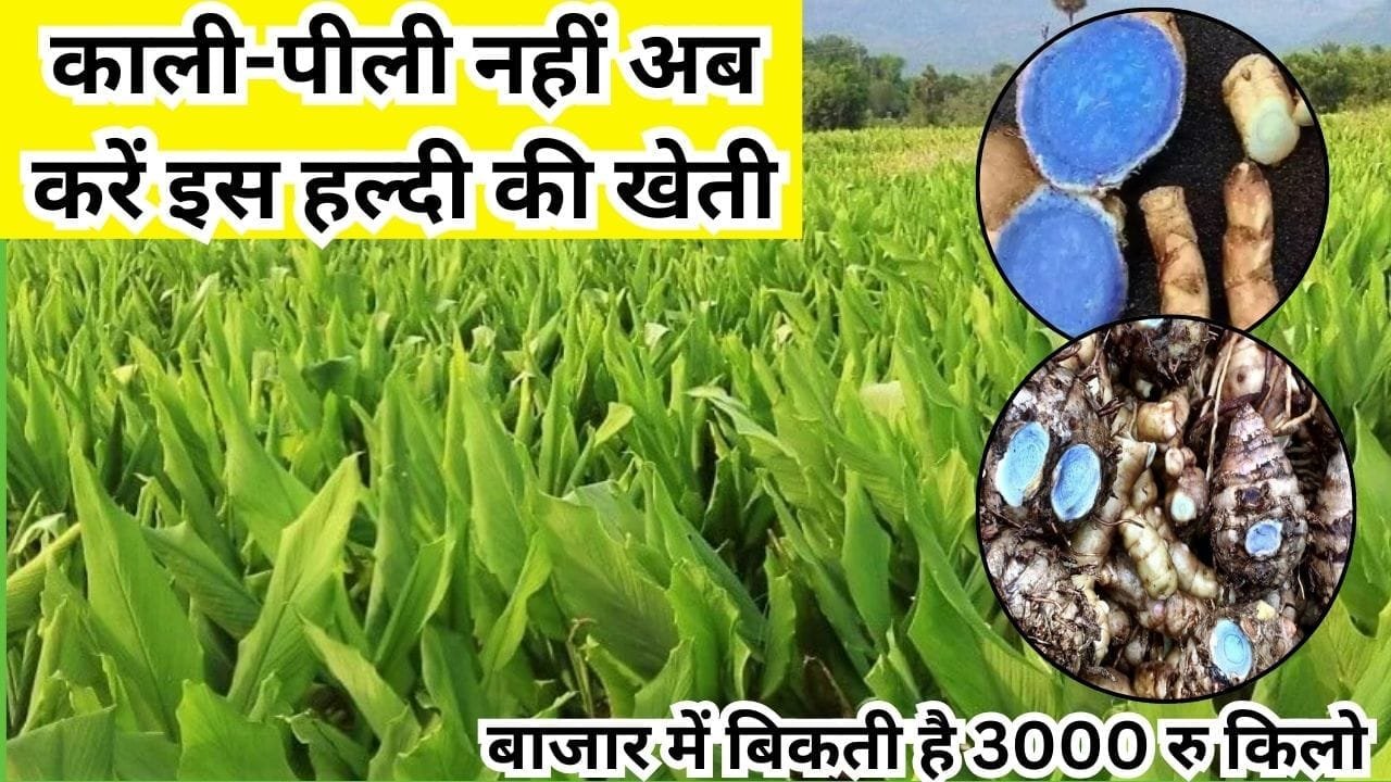 काली-पीली नहीं अब करें इस हल्दी की खेती, बाजार में बिकती है 3000 रूपए किलो मुनाफे के मामले में कर दिया सबको फेल, जाने नाम