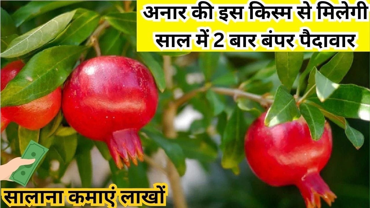 अनार की इस किस्म से मिलेगी साल में 2 बार बंपर पैदावार, सालाना कमाएं लाखों खून बढ़ाने में बेहद कारगर, जाने नाम