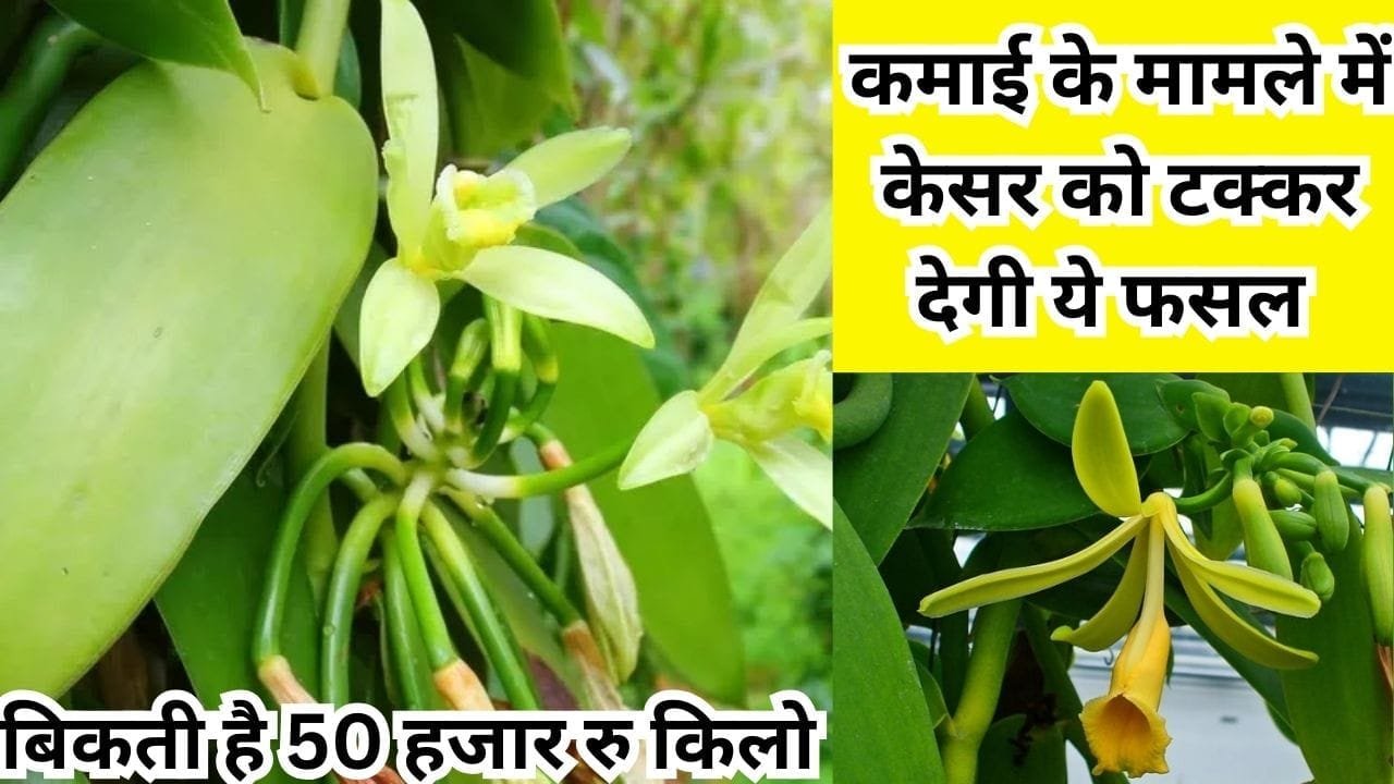 कमाई के मामले में केसर को टक्कर देगी ये फसल, बाजार में बिकती है 50 हजार रु किलो एकबार करें बुवाई होगी करोड़ों में कमाई, जाने नाम