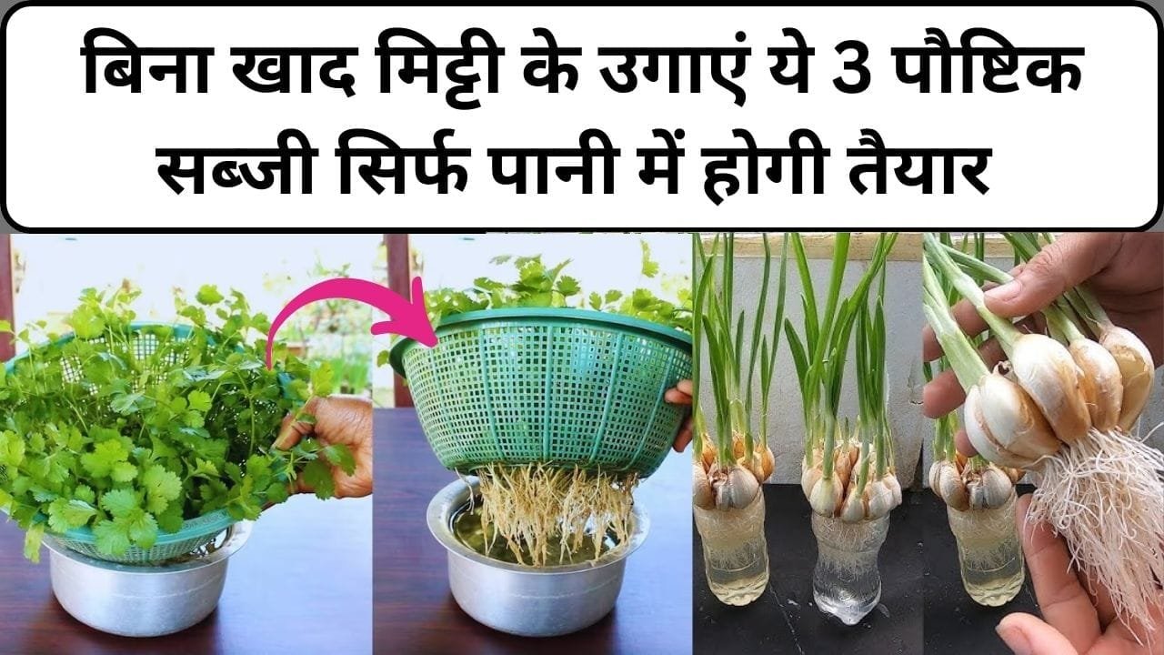 Gardening tips: बिना खाद मिट्टी के उगाएं ये 3 पौष्टिक सब्जी, सिर्फ पानी में होगी तैयार मिलेगा खेत जैसा भरपूर स्वाद, जाने नाम