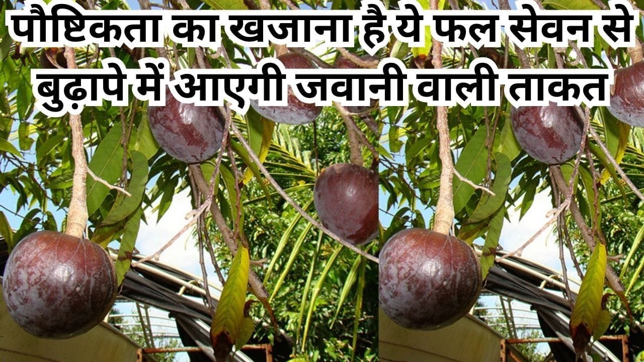 पौष्टिकता का खजाना है ये ताकतवर फल, सेवन से बुढ़ापे में आएगी जवानी वाली ताकत मार्केट में है भारी डिमांड, जाने नाम और काम